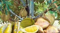 Ini cara merawat bonsai buah durian