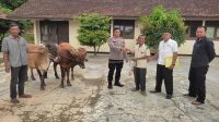 Kapolsek Sukoharjo saat menyerahkan barang bukti 3 ekor sapi kepada korban pencurian.